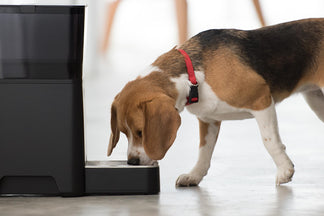 image for Top 10 Reasons You Should Use The SmartFeeder