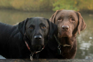 image for Getting to Know the Labrador Retriever