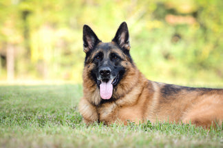 image for Getting to Know the German Shepherd