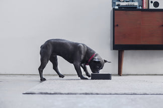 image for Food Related Pet Allergies Part II