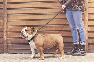 image for Getting to Know the Bulldog