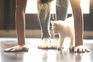 image for Petnet Exercise Tips for Your Pets