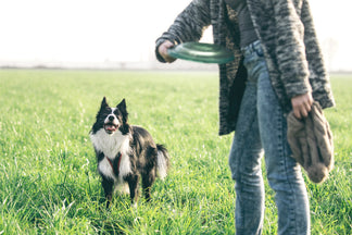 image for Petnet Exercise Tips for Your Pet: Exercising Your Large Breed Dog