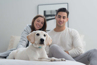 image for Can My Pet Catch the Flu?