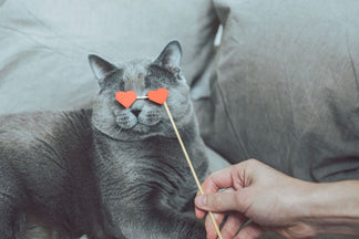 image for Should I Get My Pet a Valentine?