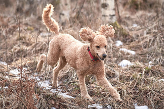 image for Getting to Know Your Poodle