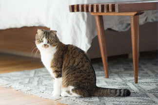 image for Pet Poison Prevention Month