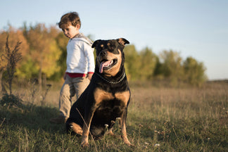 image for Getting to Know Your Rottweiler