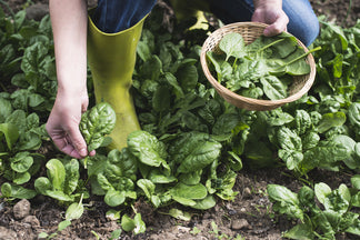 image for Healthy Ingredients: Spinach