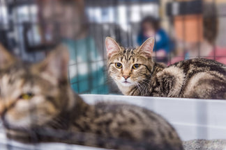 image for How Pet Shelters and Rescues Work