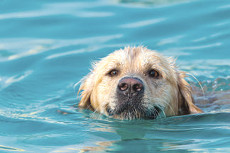 image for Helpful Tips for Pets with Arthritis