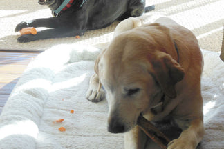 image for Beware the Bully Stick: Wordless Wednesday