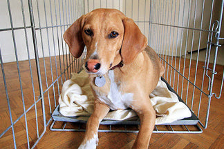 image for I work. Should I put my new dog in day care? My answer.