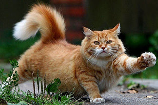 image for U.S. Pet Obesity Statistics, 2011-2013