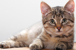 image for The Importance of Getting Your Cat Spayed/Neutered