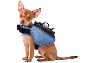 image for 5 Ways to Increase your Dog’s Exercise