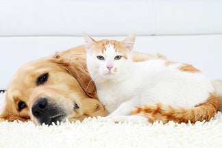 image for 10 Questions About Senior Pets