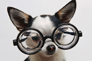 image for Calculating Pet Food Dry Matter Basis