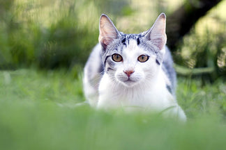 image for A Home for Every Cat