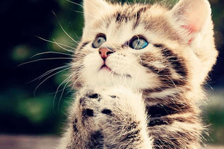 image for Open your Heart and Home: Wordless Wednesday