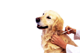 image for Understanding Microchips and “add on” Microchip Services