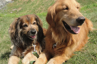 image for Introducing a New Dog to the Family