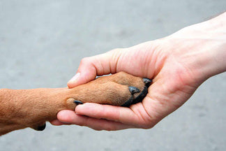 image for The Prerequisite to Training Any Dog