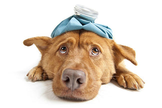 image for A Simple Way to Think About Pet Insurance