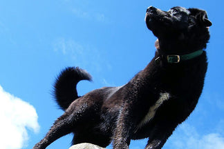 image for 5 Ways to Add Mental Challenges to your Dog’s Walks