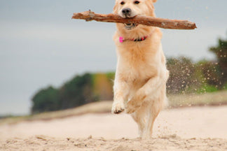 image for A Healthy Pet Needs a Healthy Diet: Wordless Wednesday