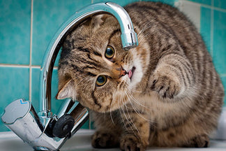 image for Obesity Epidemic? It’s Not Just You