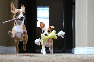 image for 10 Ways to Praise Our Dogs Without Food