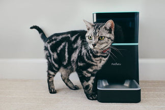 image for SmartFeeder can help Slow Down a Food Gulper