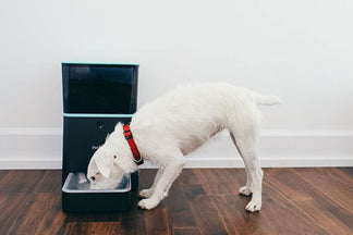 image for Petnet SmartFeeder for Parents of Healthy Pets