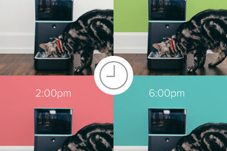 image for Multiple Small Meals = Healthier Cats: Wordless Wednesday