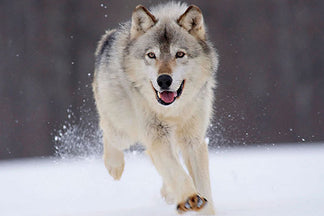 image for Dog and Cat Food Macronutrients: Protein Part 1