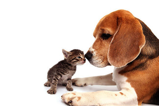 image for Common Sources of Protein in Pet Food