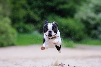 image for Why Fats are Important for your Pet