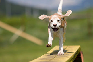 image for Common Fat Sources in Pet Food