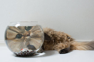 image for Do Dogs and Cats Need Carbohydrates in their Diet