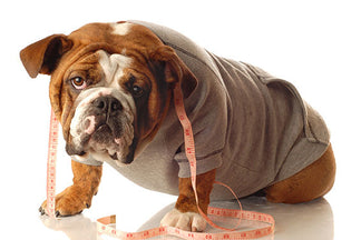 image for Should you Feed your Pet Diet Food