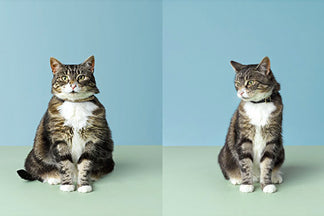 image for The Cost of Having an Overweight Pet