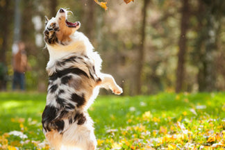 image for Fall in Love with SmartFeeder: Wordless Wednesday