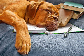 image for Long Ingredient Lists in Pet Food