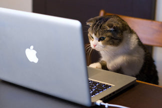 image for How Many Ingredients are there in Pet Food