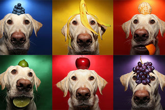 image for Fruits and Vegetables in Pet Food