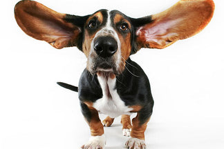 image for Preservatives in Pet Food