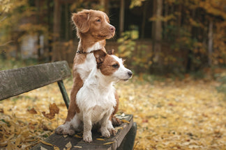 image for How Smart is Your Dog?