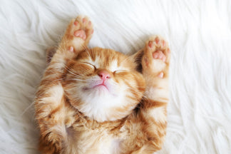 image for Tips for Choosing Your Pet’s Name