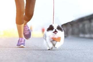 image for Exercising Your New Puppy